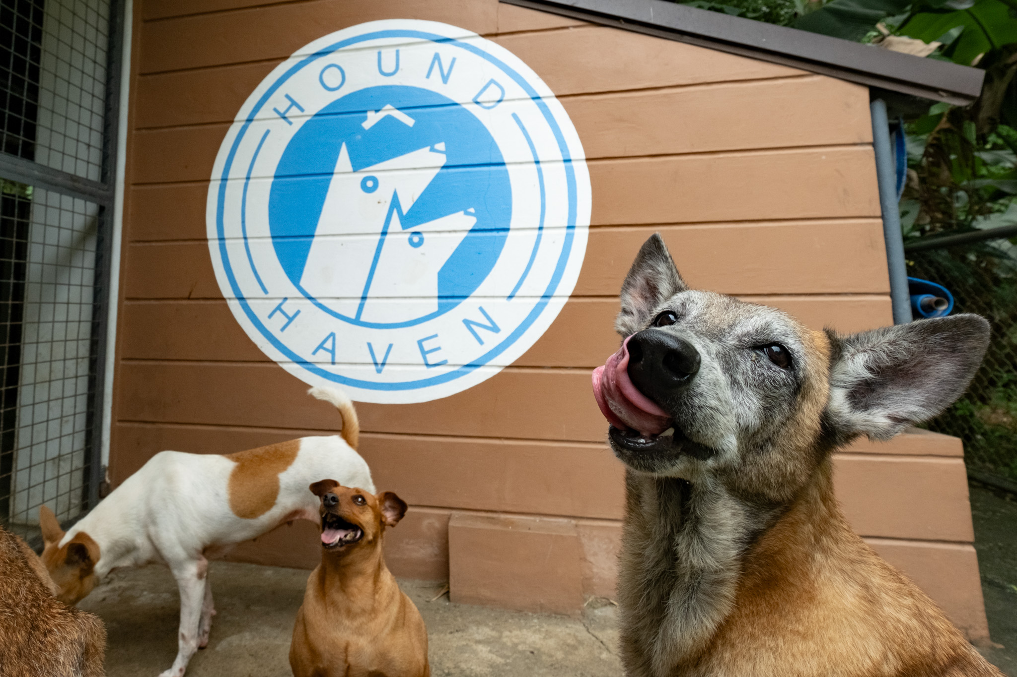 Tailing nonprofits in their goal for paw-sitive change